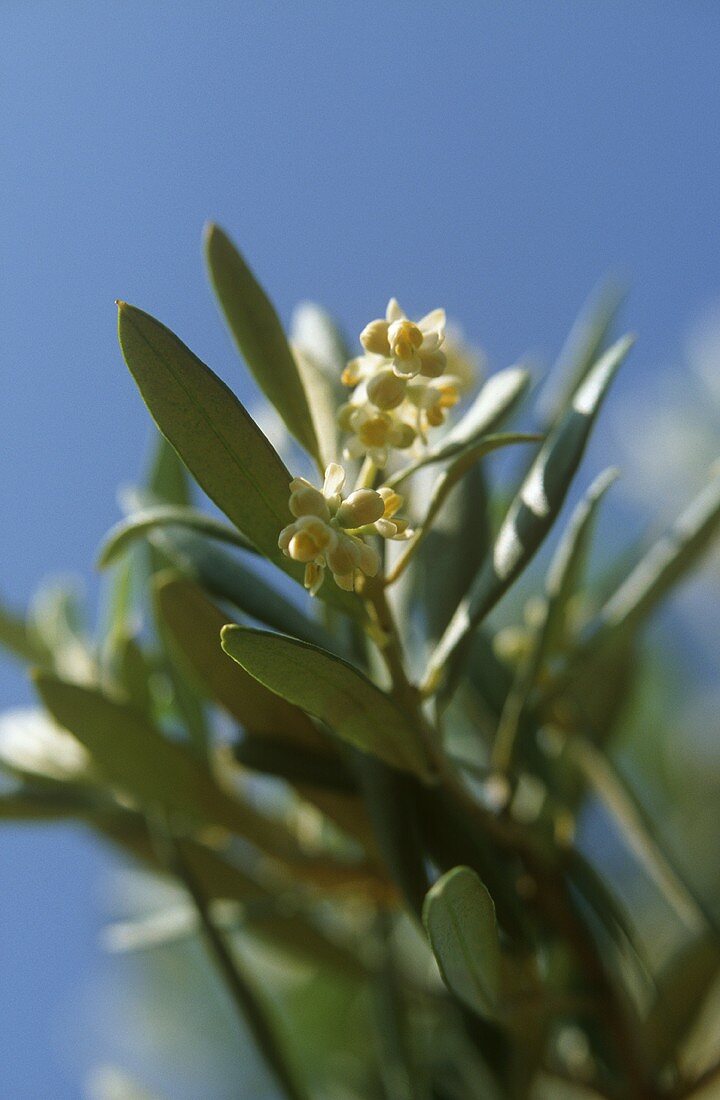 Olive flower