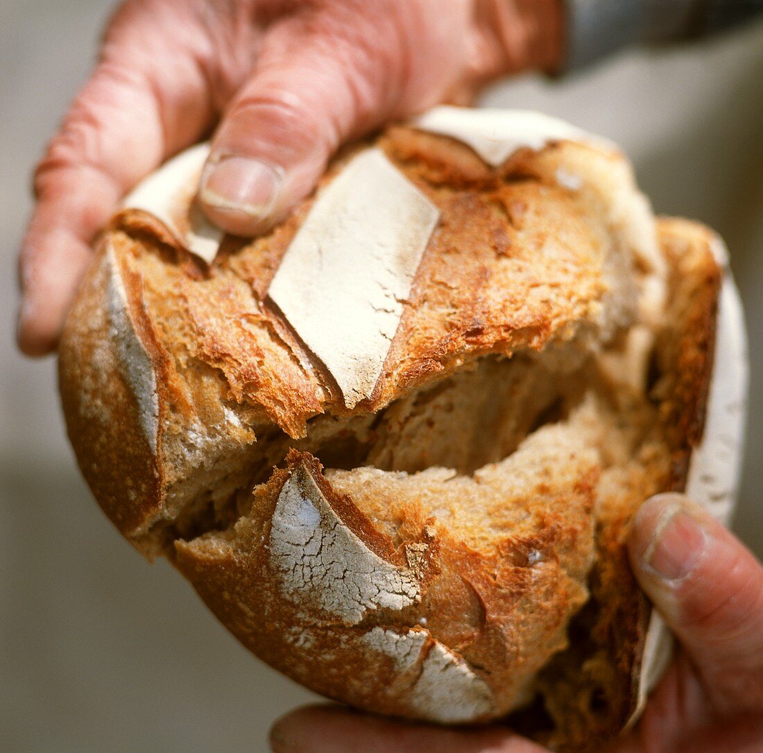 Hands holding loaf of bread