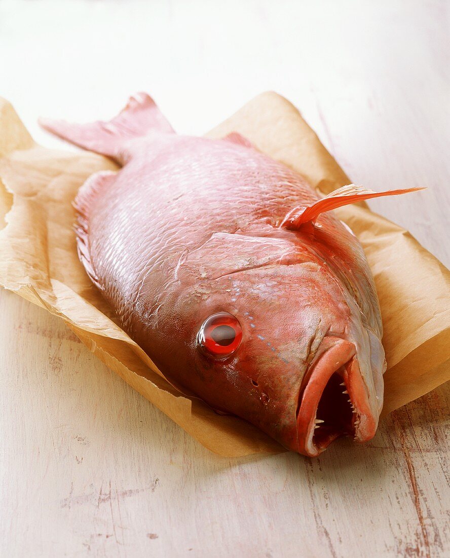 Red Snapper