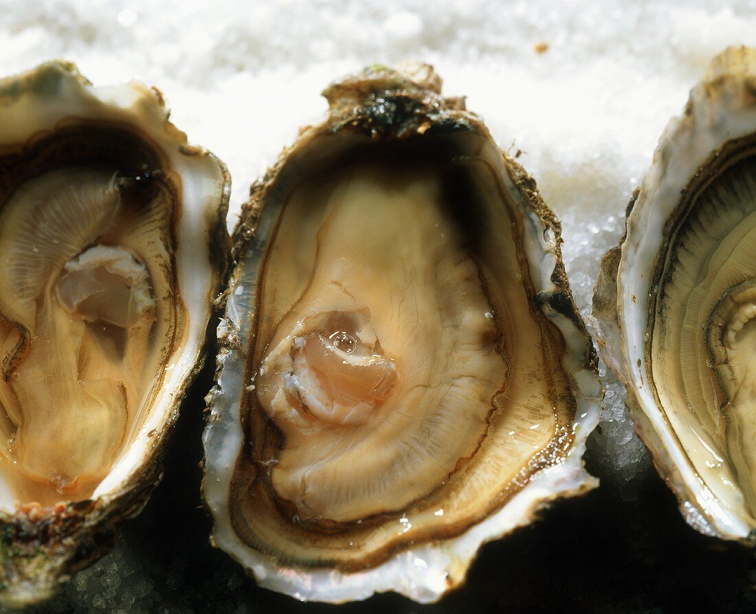 Opened oysters