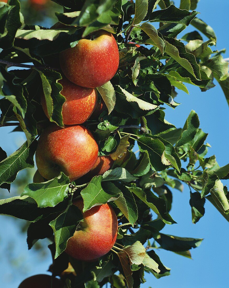 Idared Äpfel am Baum