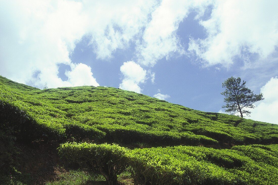 Tea plantations (Cameron Highlands, Malaysia)
