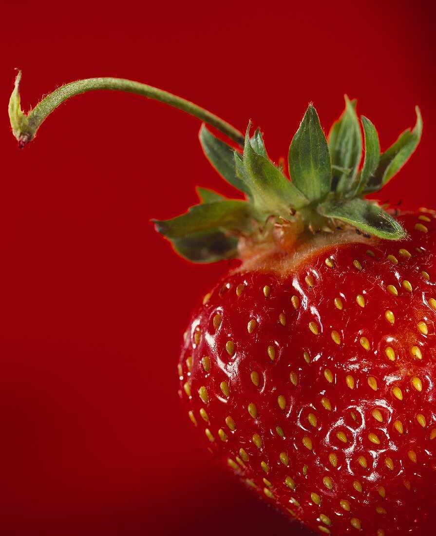 Erdbeere vor rotem Hintergrund