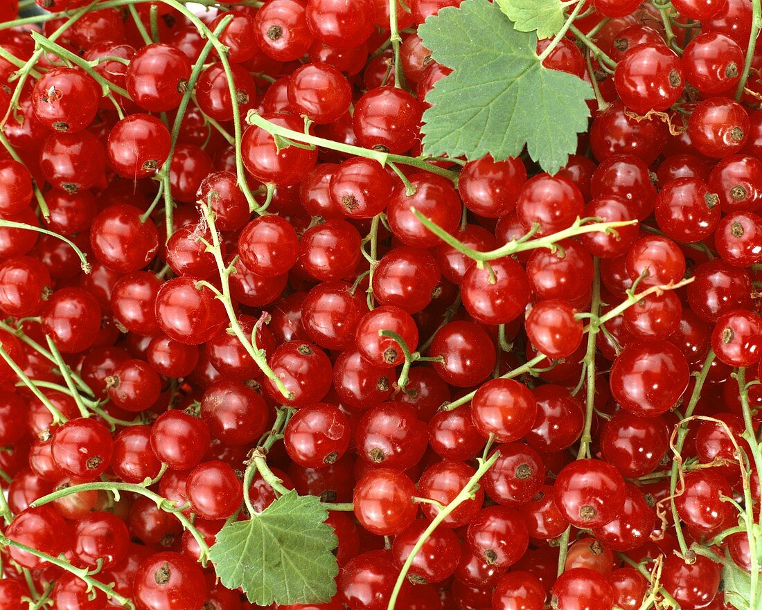 Redcurrants (filling the picture)