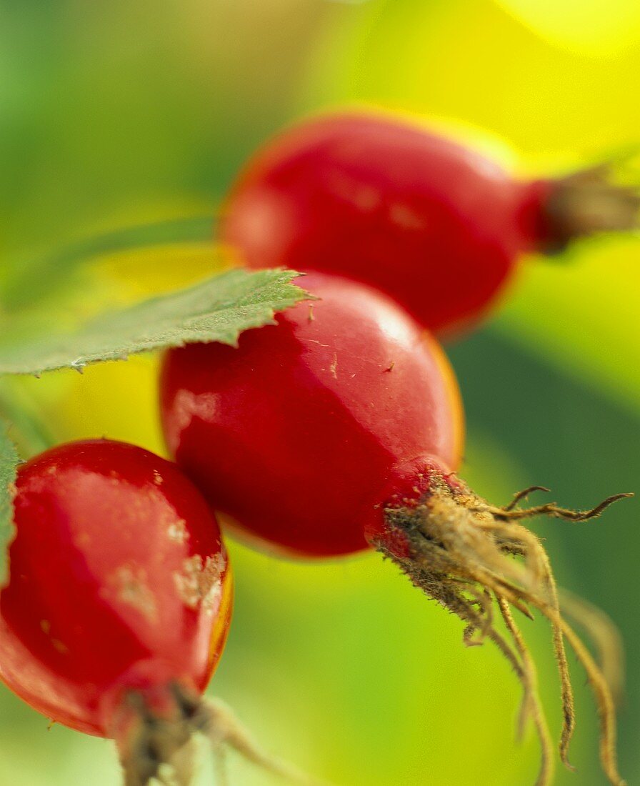 Three rose hips (close-up)