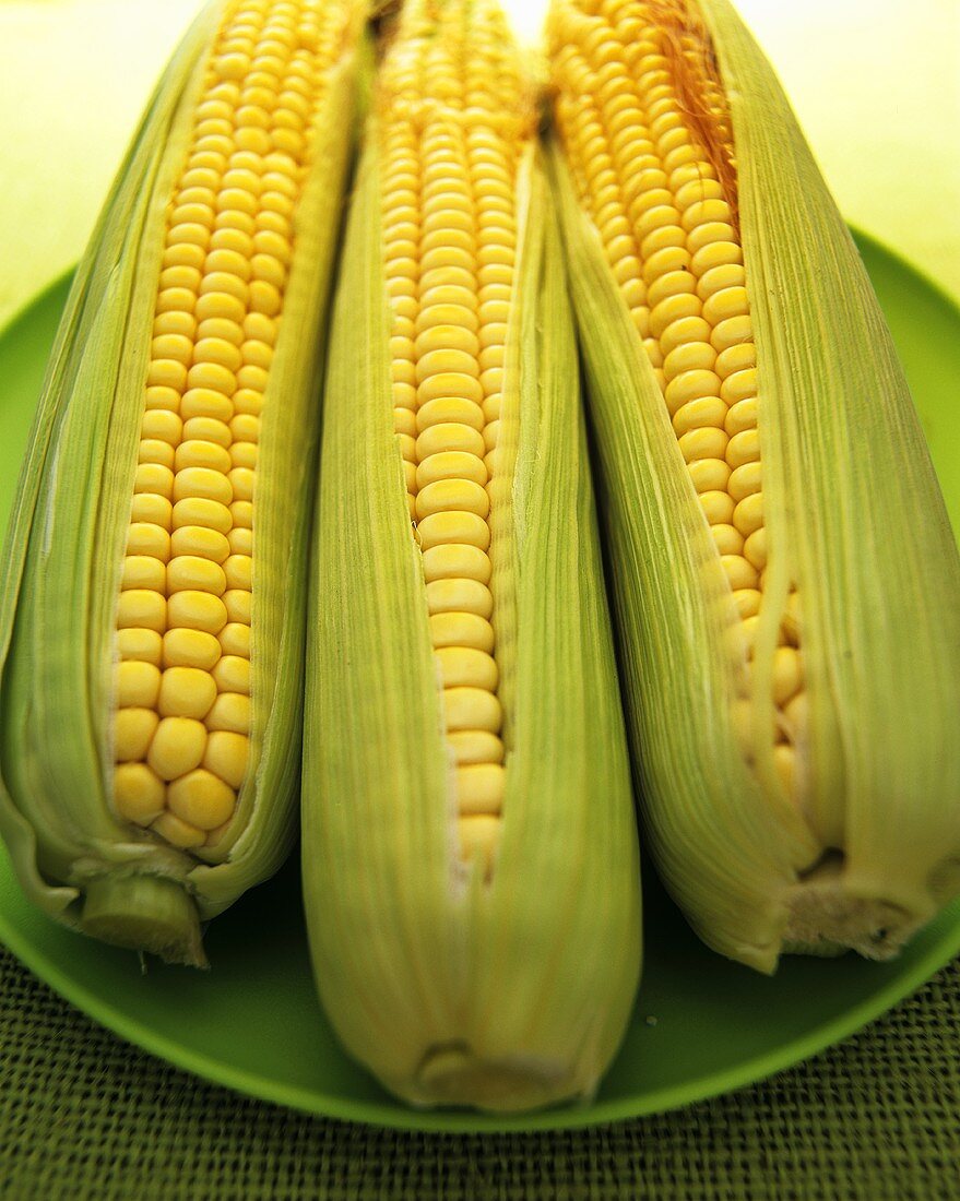 Three corncobs with husks on green plate