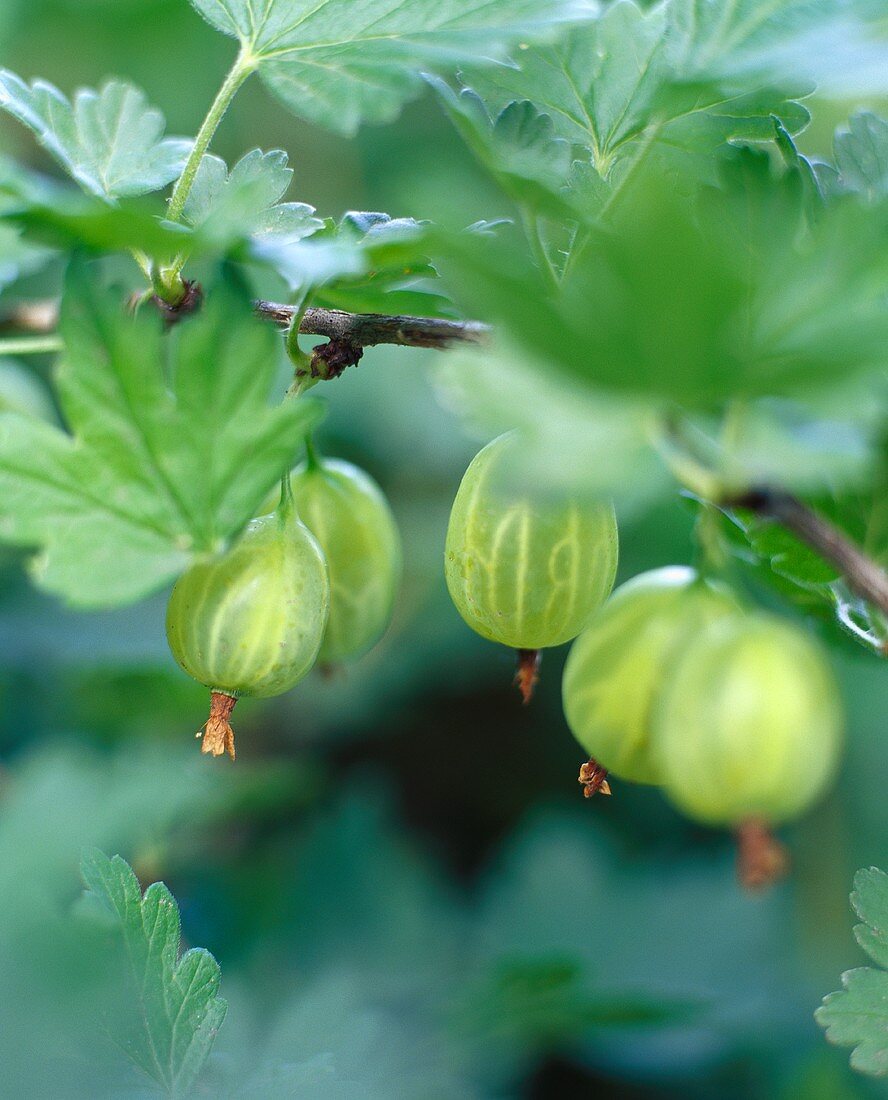 Green gooseberries on branch