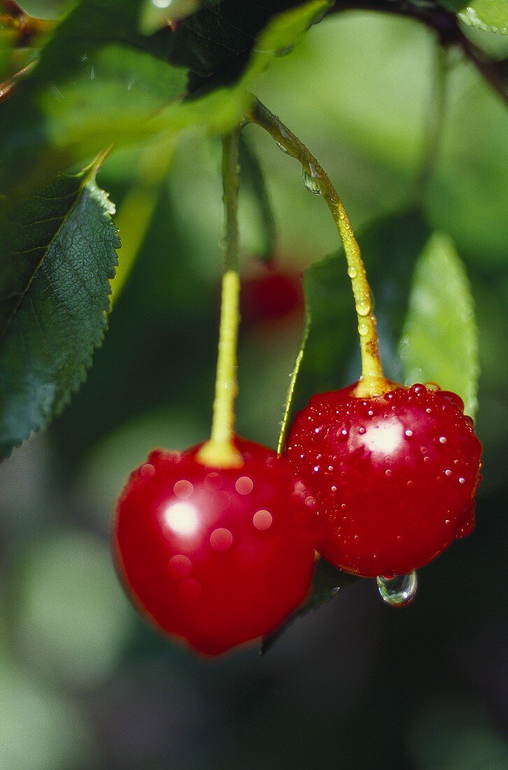 Pair of cherries with drops of water on branch