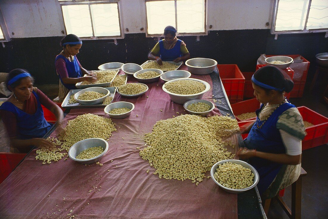 Frauen beim Sortieren von Cashewnüssen (Karnatka, Indien)