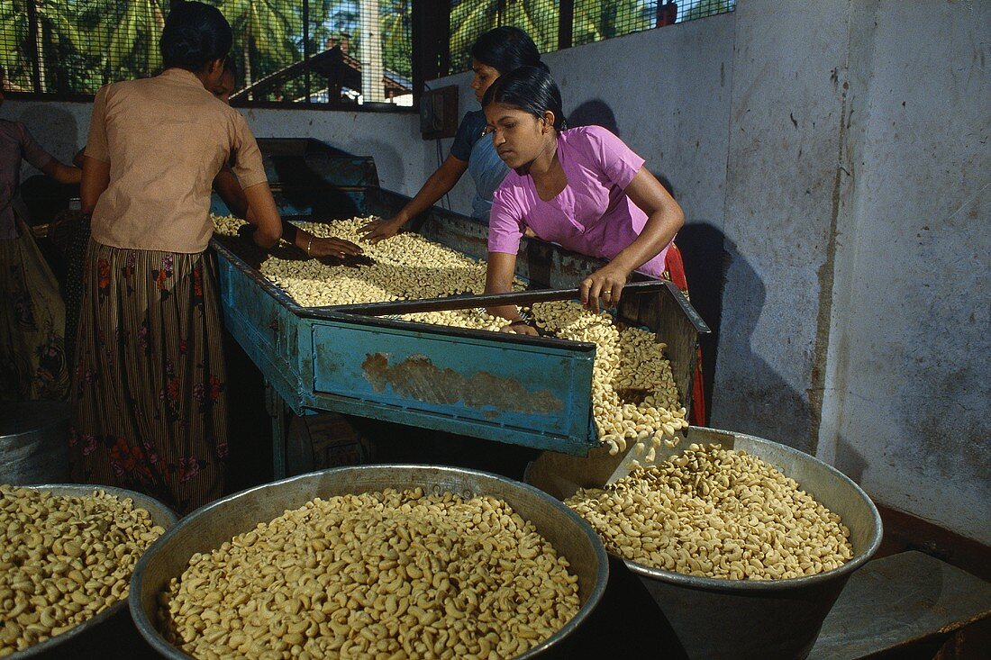 Frauen beim Sortieren von Cashewkernen (Indien)