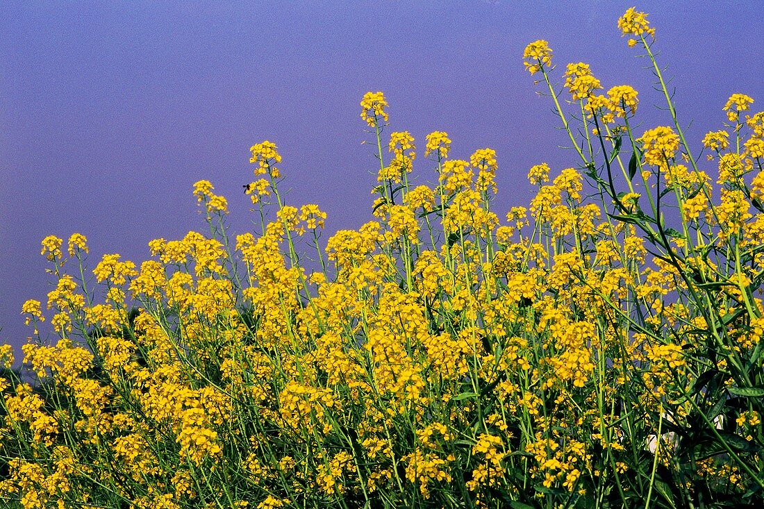 Flowering mustard field (Sinapis, India)