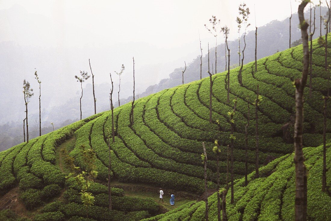 Teeanbau auf Terrassen in Munnar (Kerala State, Indien)