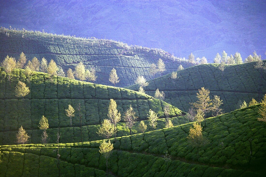 Munnar Tea Gardens (Kerala State, Indien)