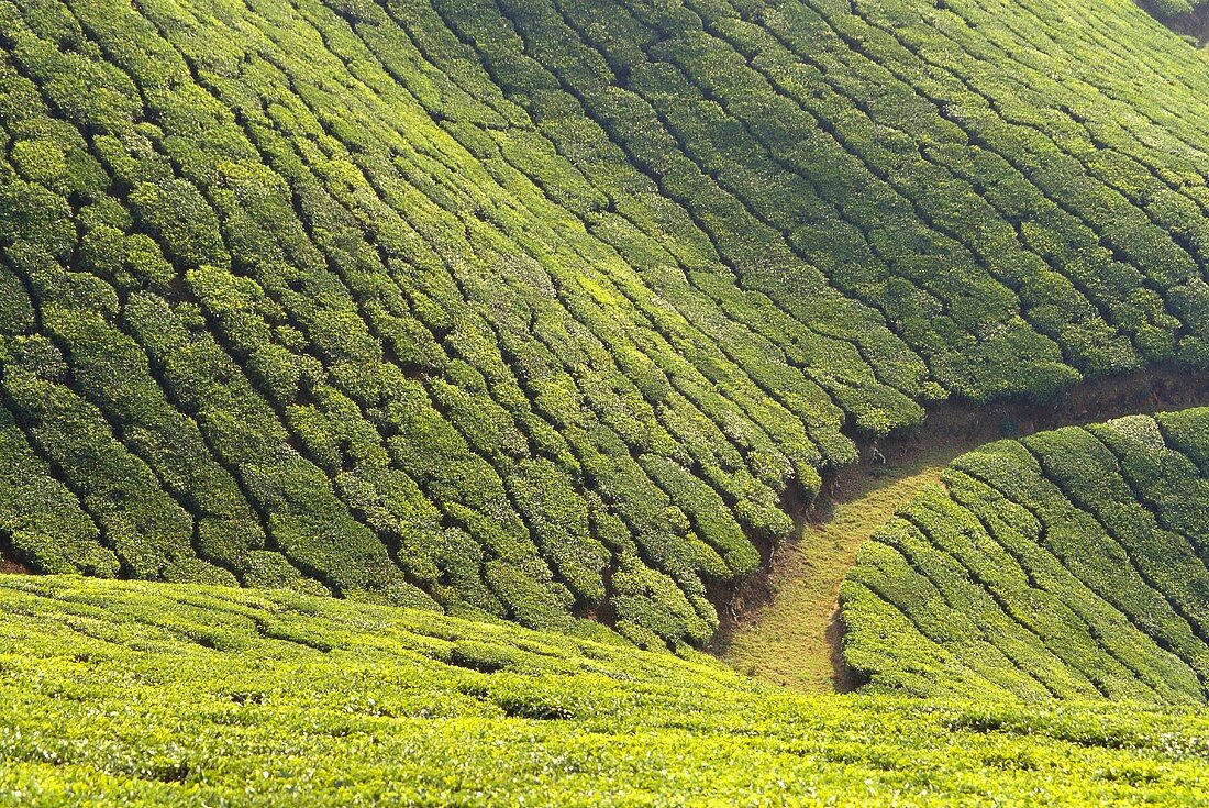 Teeanbau auf Berghängen in Munnar (Kerala State, Indien)