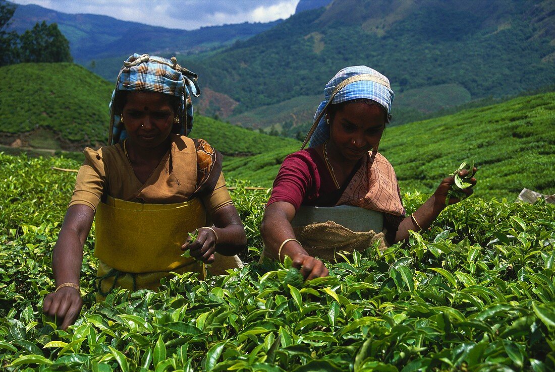 Two women picking tea (Munnar, Kerala State, India)