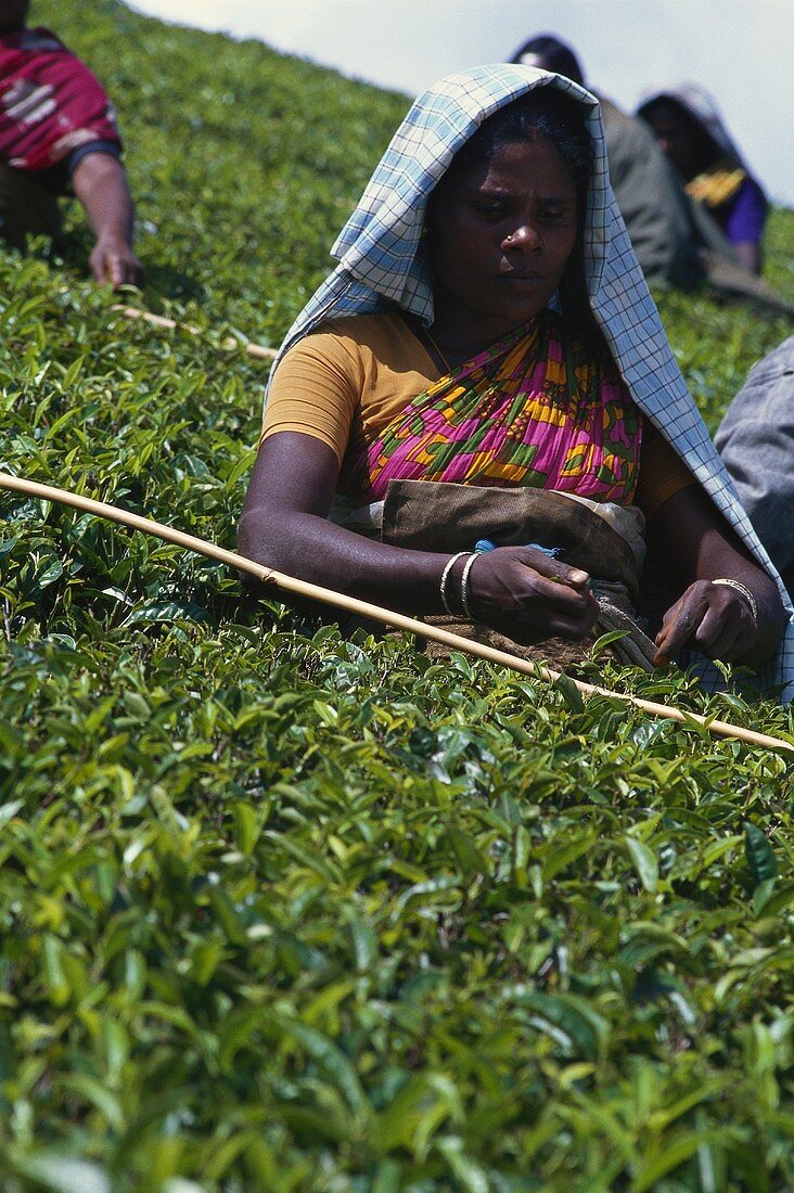 Frau beim Teepflücken im Feld (Kerala State, Indien)