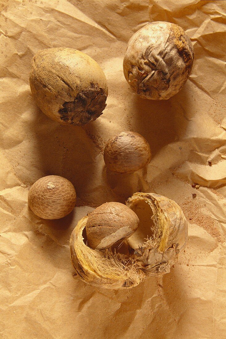 Dried betel nuts (Areca catechu L., India)