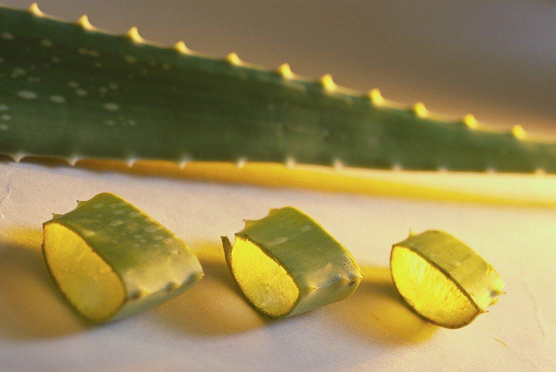 Scheiben eines Aloe Vera-Triebes (Liliengewächs)