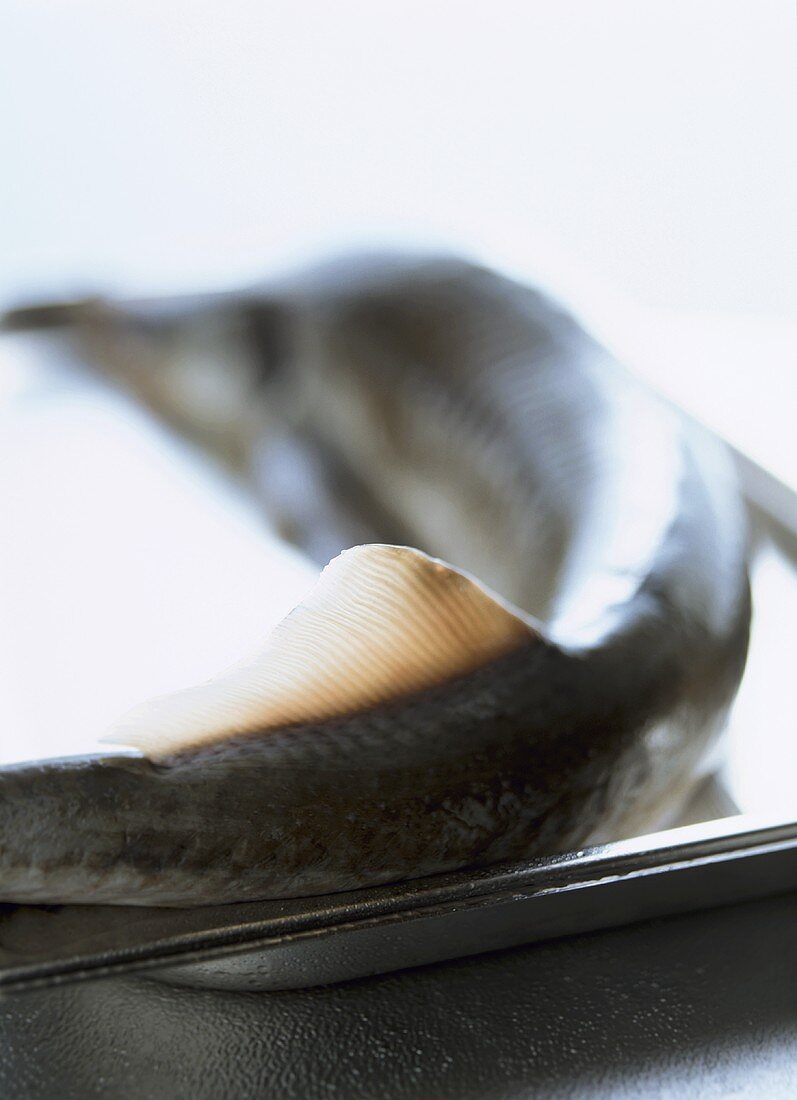 A sturgeon on a baking tray (detail of dorsal fin)