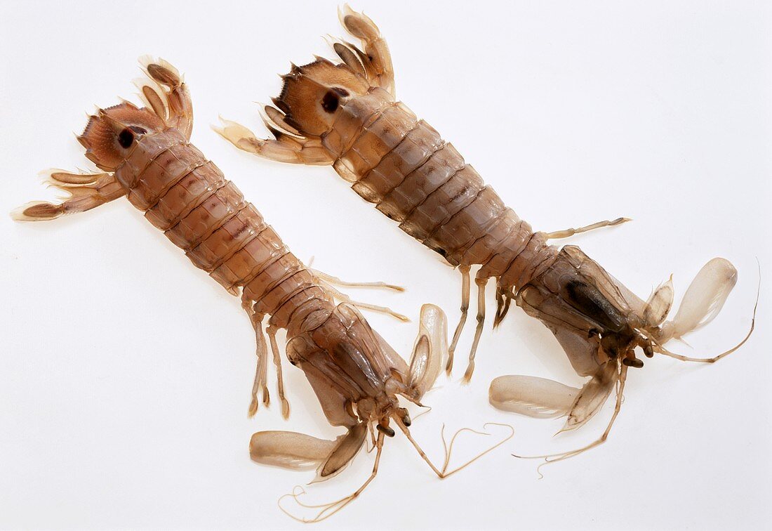 Two mantis shrimps