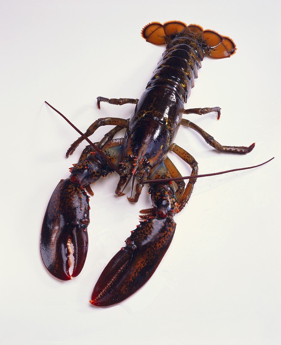 Canadian lobster