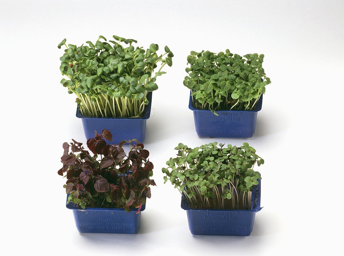 Four boxes of shiso sprouts