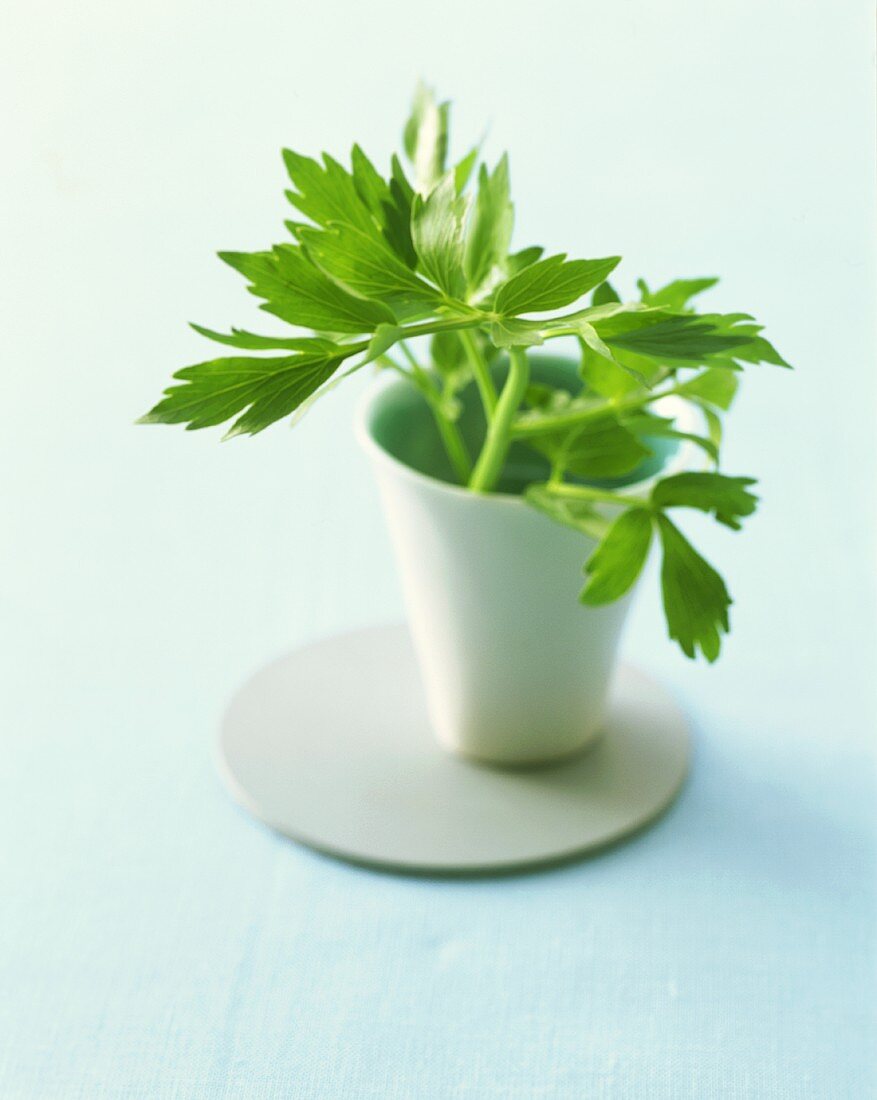 Lovage in china pot