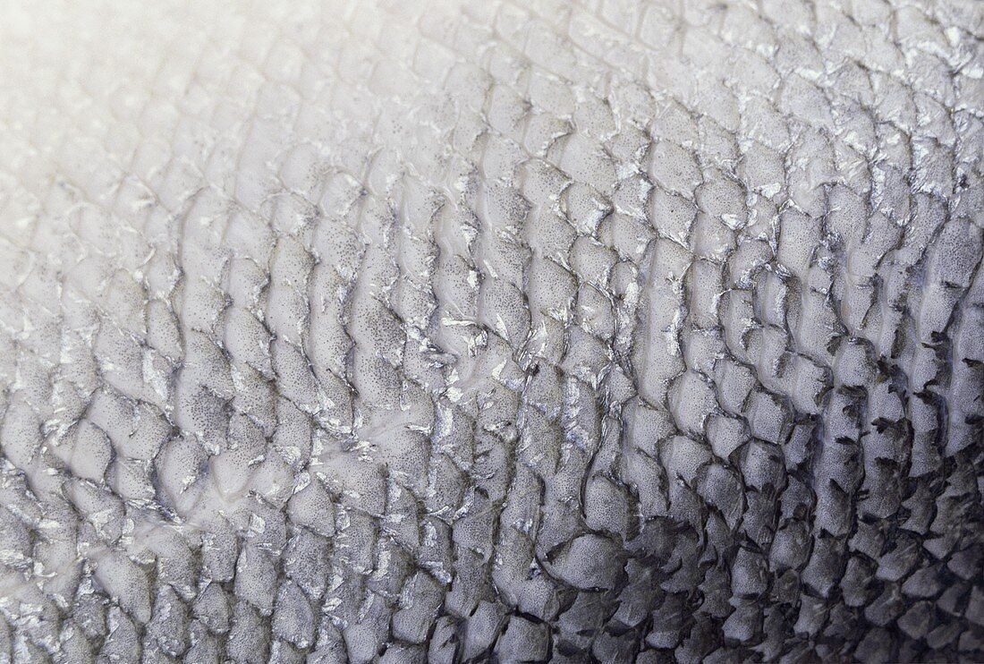Salmon skin (close-up)