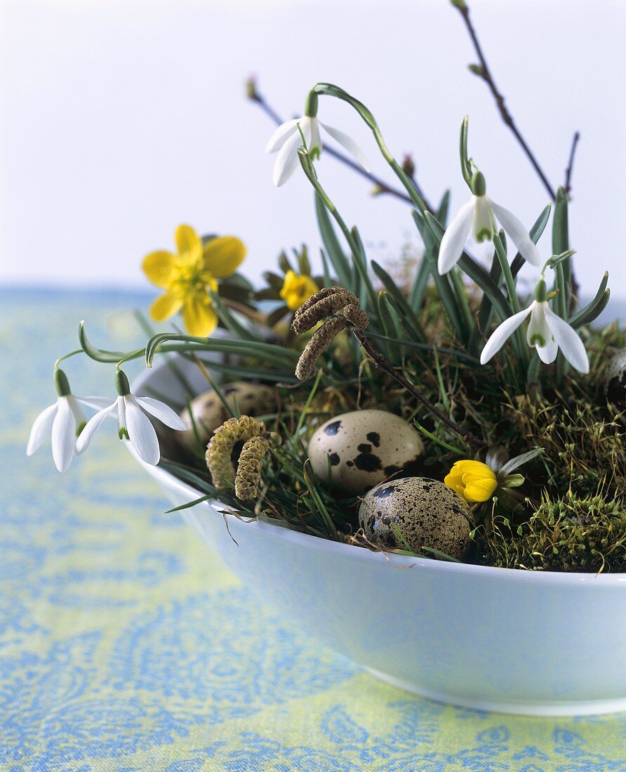 Osternest mit Schneeglöckchen und Wachteleiern