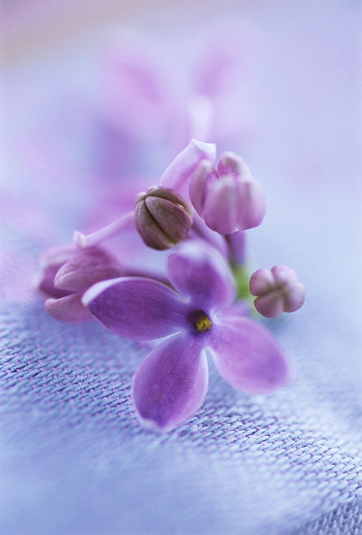 Purple lilac