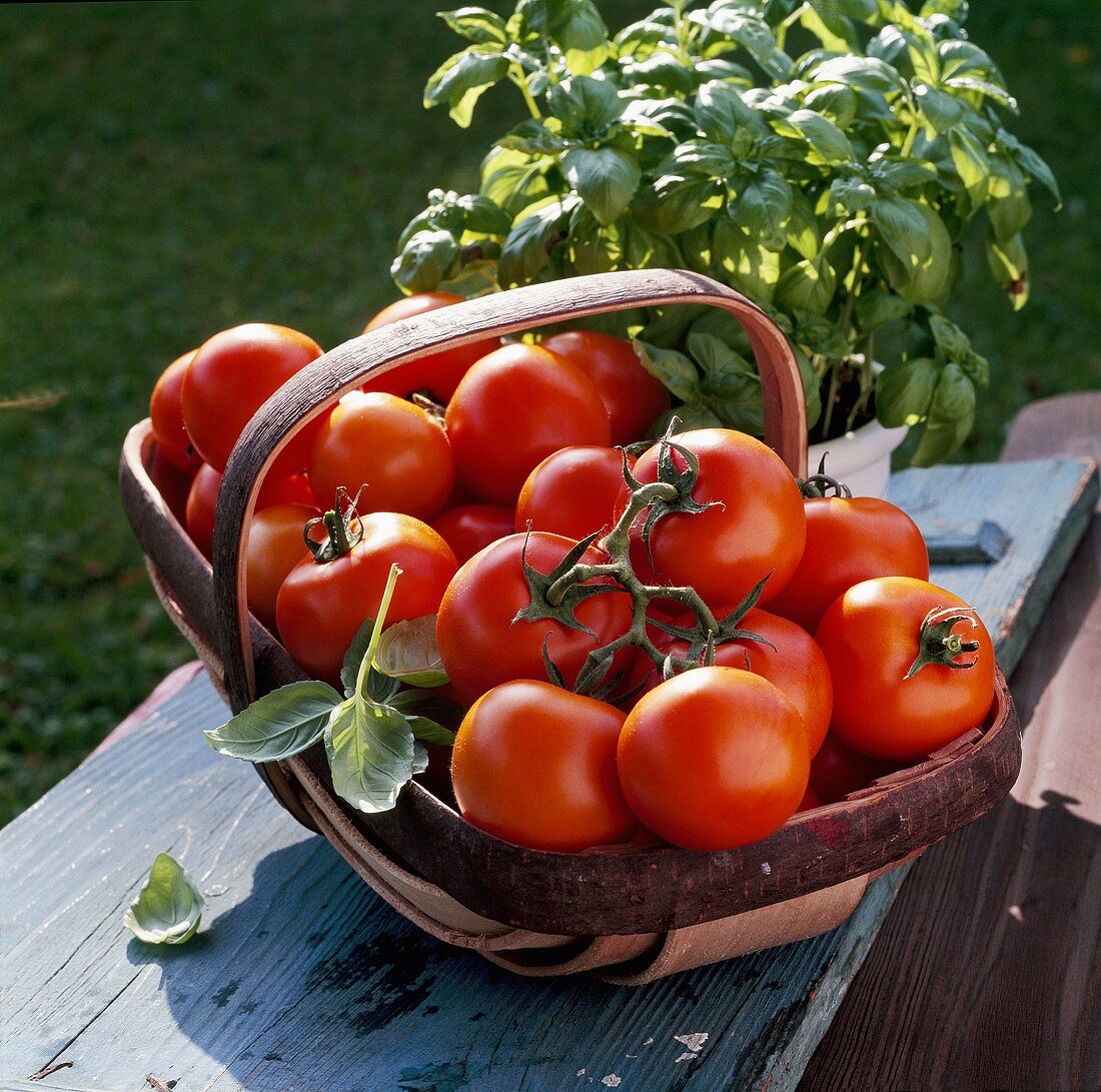 Stillleben mit Tomaten und Basilikum