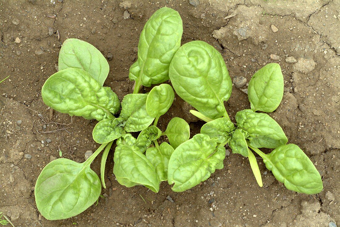 Spinach plant