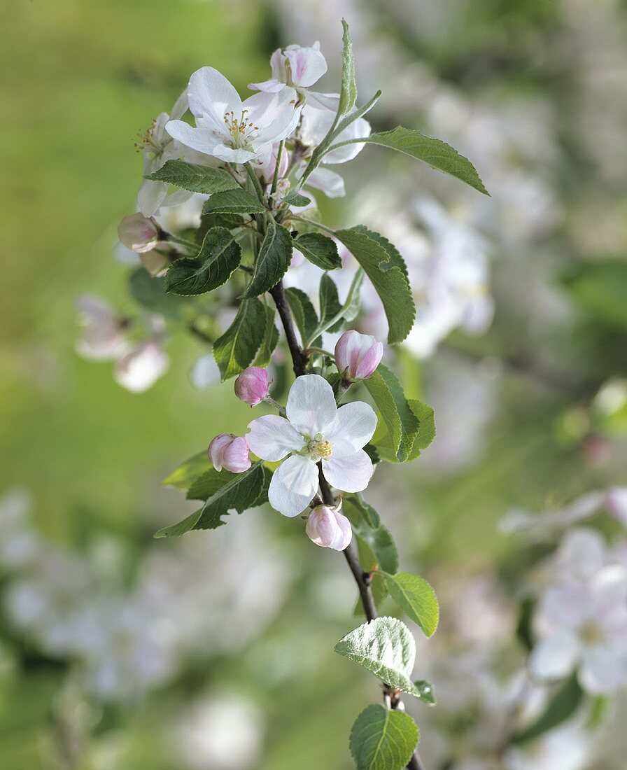 Branch of apple blossom