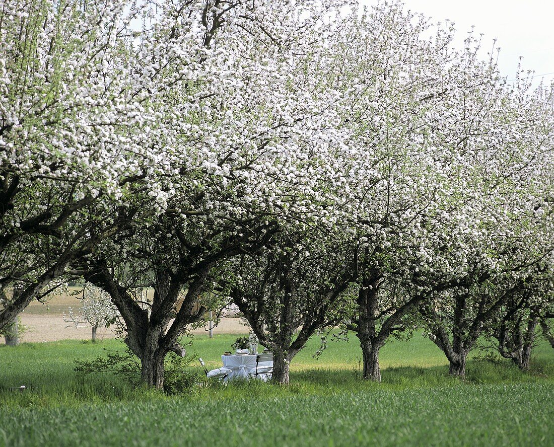 Laid table under flowering apple trees