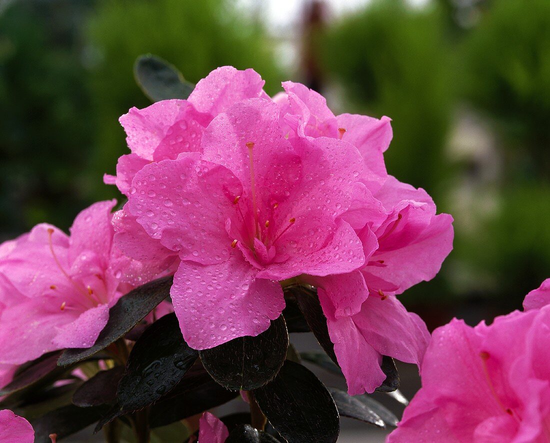 Pink azalea, close-up