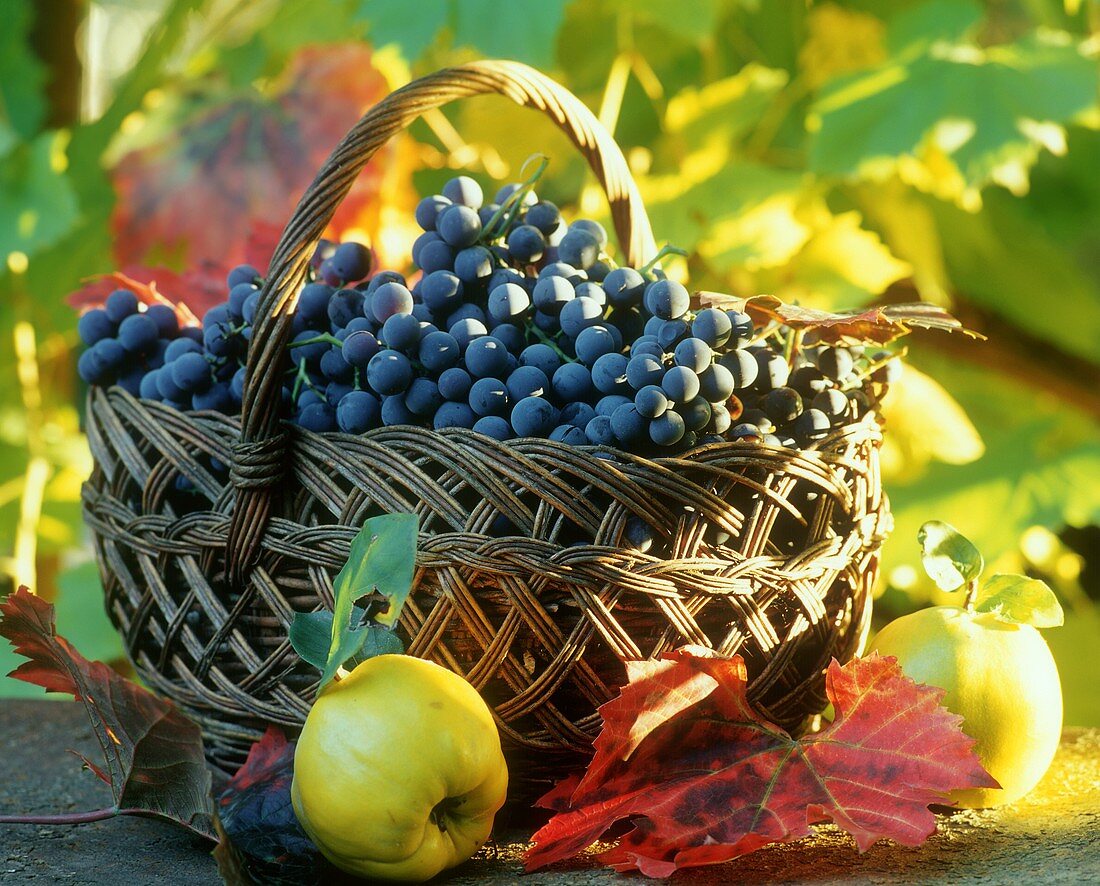 Black grapes in basket, a quince in front