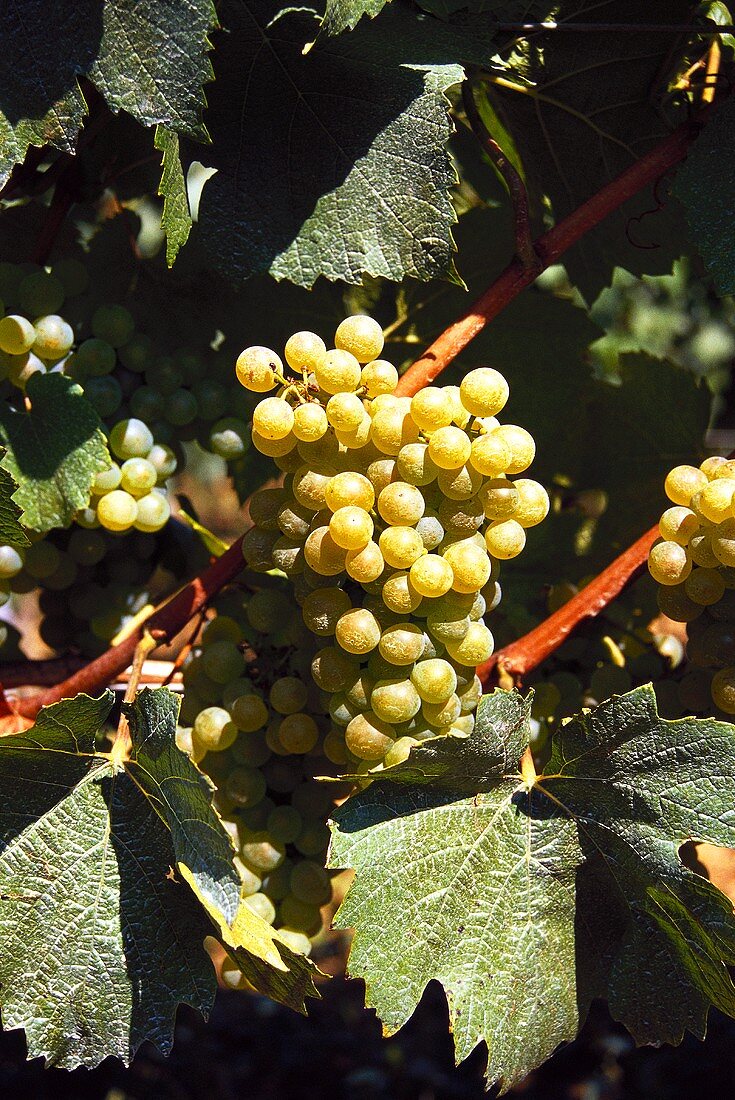 'Grüner Veltliner' grapes on vine (Burgenland, Austria)