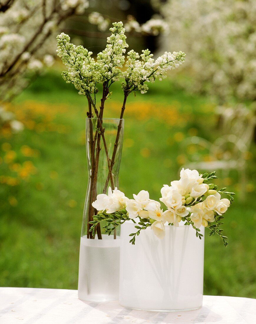 White lilac and white freesias in glass vases
