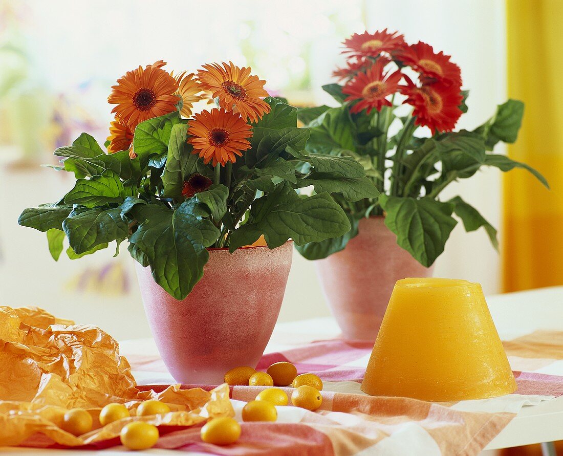 Orangefarbene Gerbera in Dekotöpfen