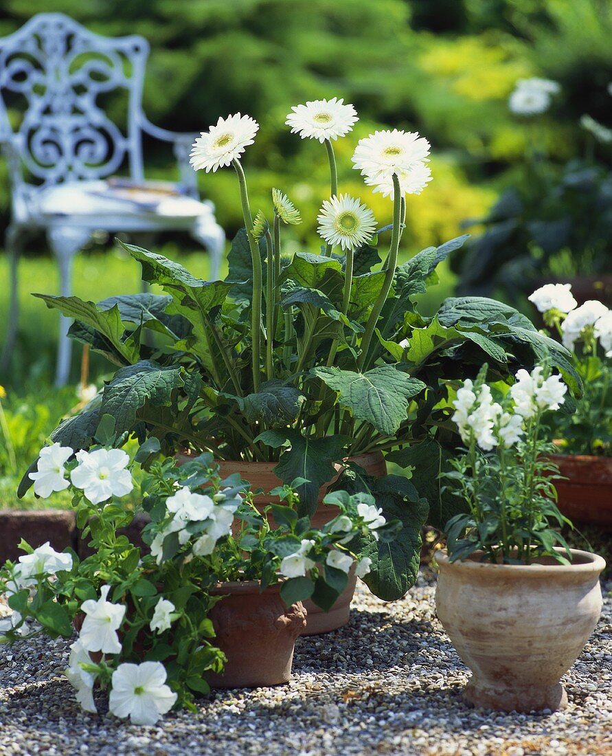 Bepflanzte Tontöpfe mit Gerbera, Petunien und Löwenmaul