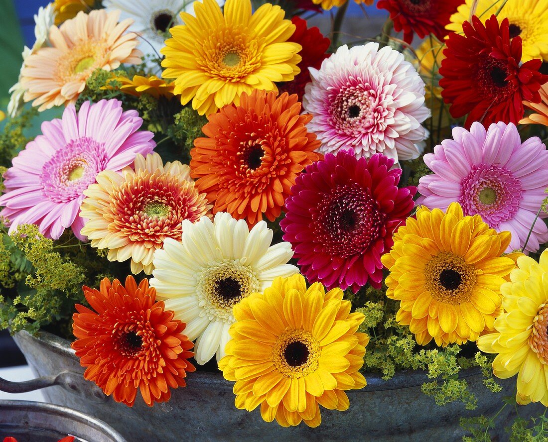 Gerberas in close-up