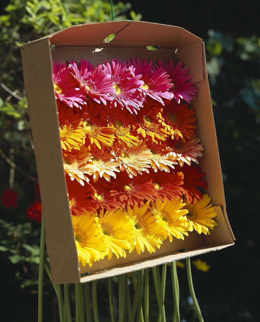 Verschiedenfarbige Gerbera in der Originalverpackung