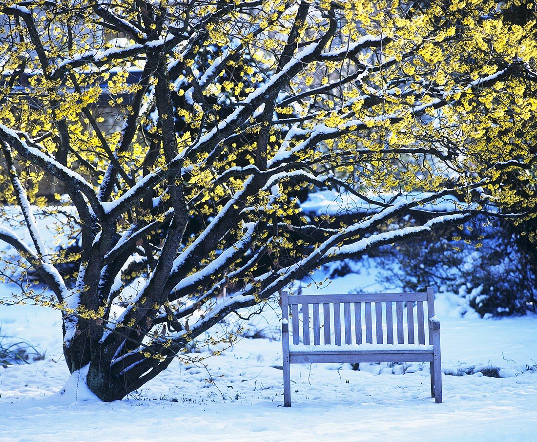 Bench under flowering witch-hazel (Hamamelis) in snow