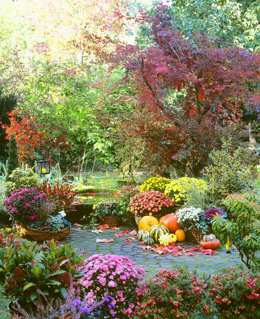 Herbst im Garten mit Zierkürbissen & blühenden Chrysanthemen