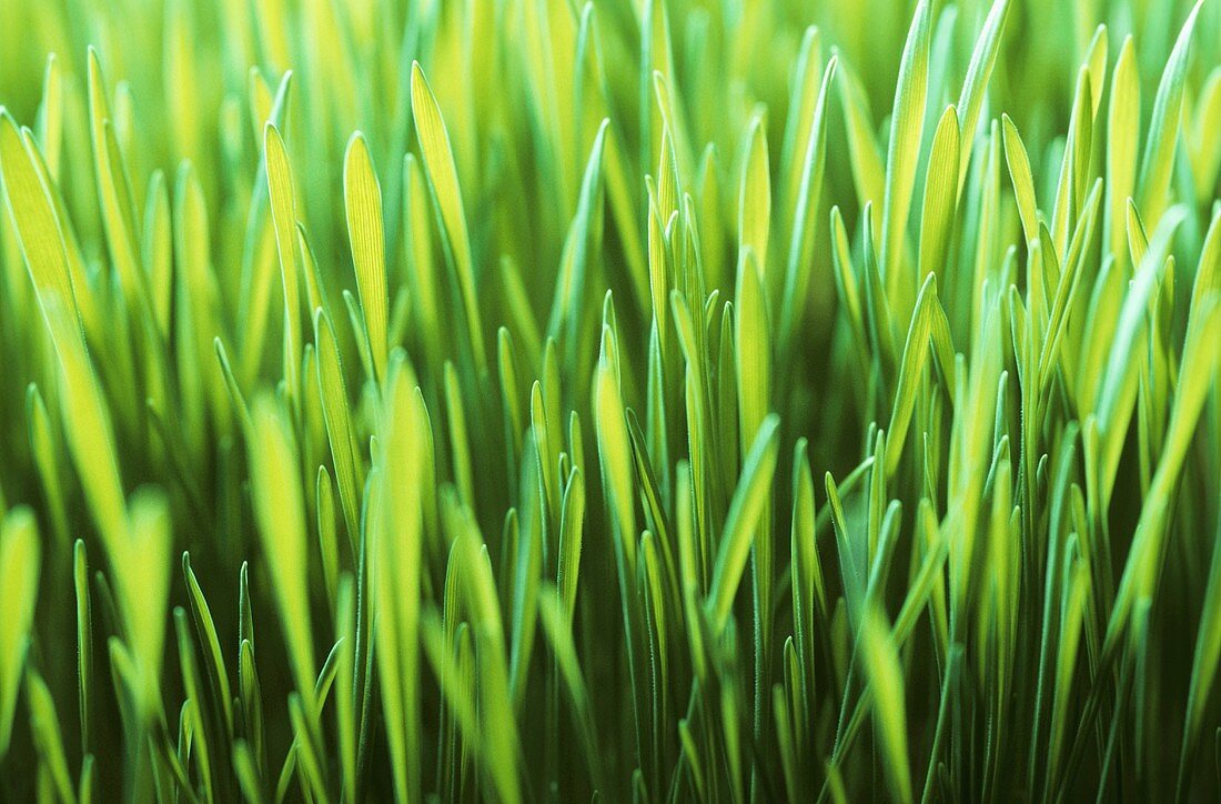 Green expanse of closed daffodil buds