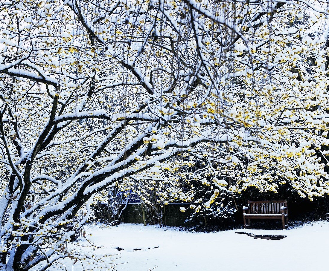 Hamamelisstrauch in schneebedecktem Garten