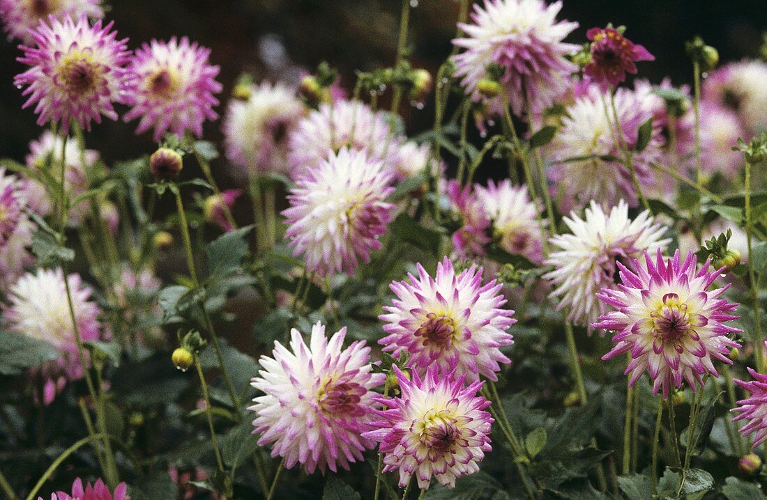 Two-coloured dahlia