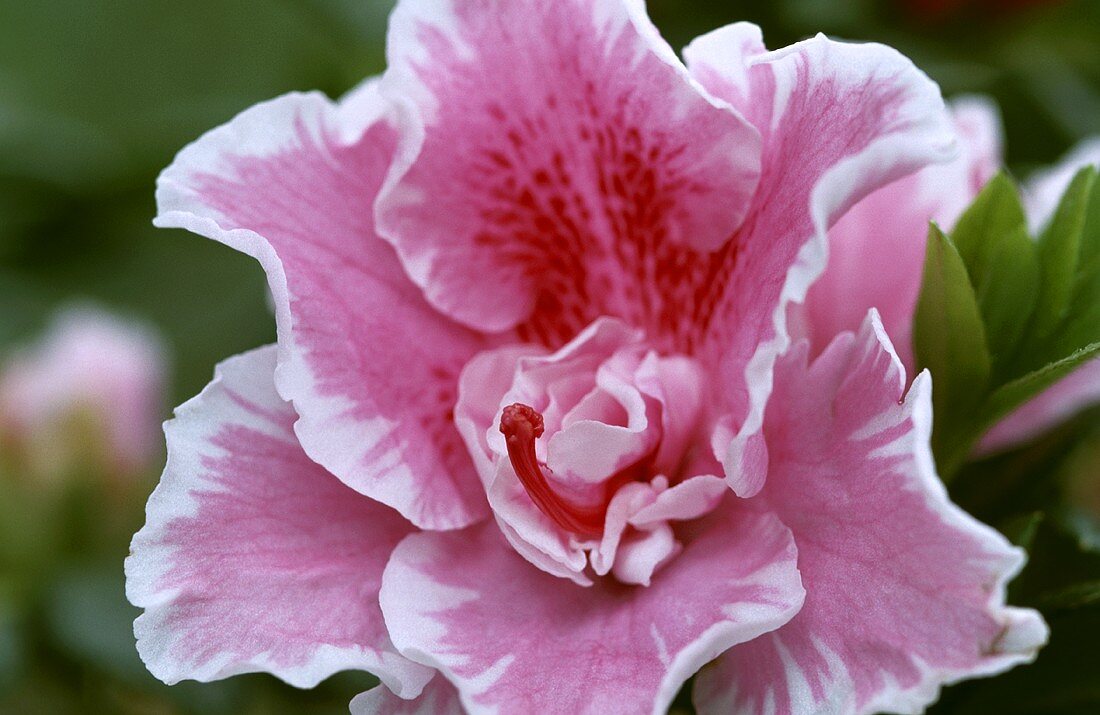 Rhododendron flower, pink with fuchsia-pink eye