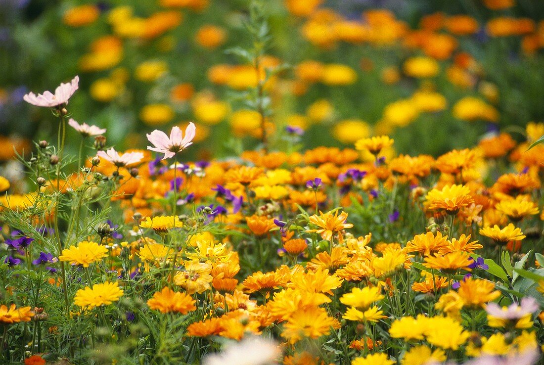 Ringelblumen im Garten