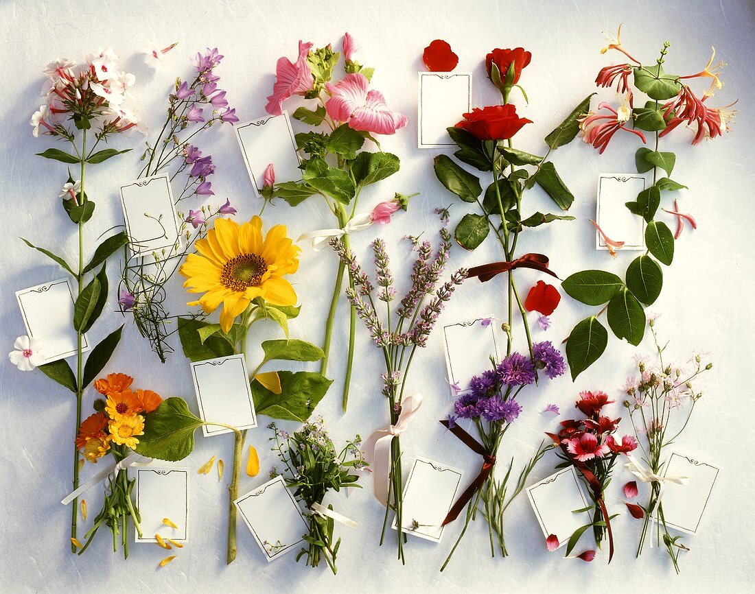 Various summer flowers with signs